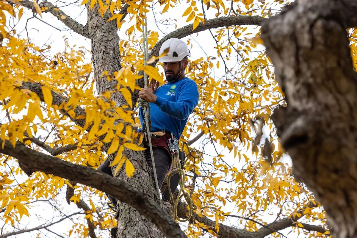 Skilled Tree Planting crew working in Reed City