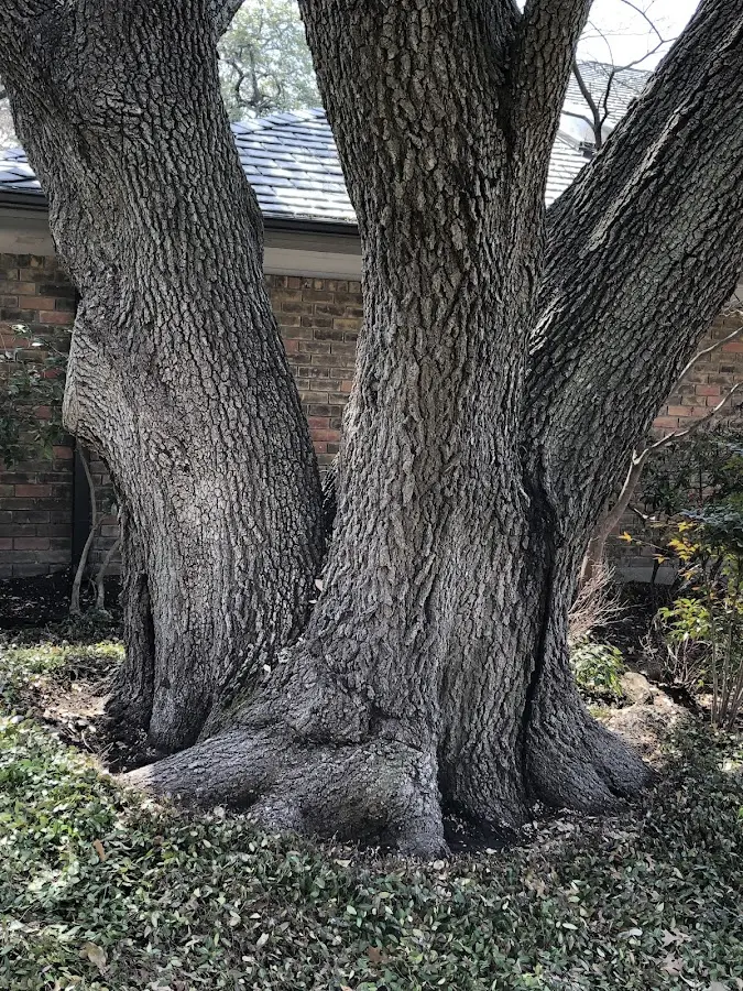 Mature heritage tree close to a Reed City property cared for by certified arborists